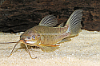 Picture of CAT: HOPLO 4-4.5"