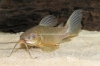 Picture of CAT: HOPLO 4-4.5"