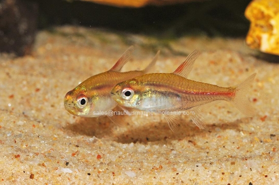 Picture of TETRA: GLO-LITE 