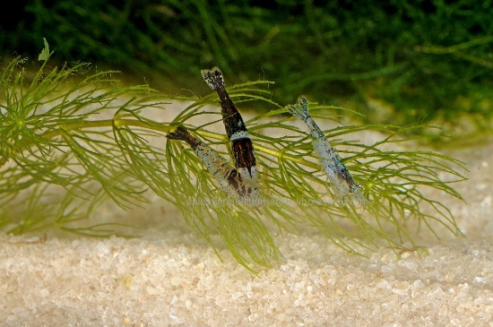 Picture of SHRIMP: BLUE CARBON RILI